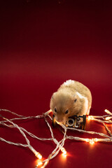 Fototapete bei efototapeten.de bestellen   