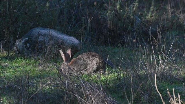 The European rabbit (Oryctolagus cuniculus) native species to the Iberian Peninsula eats grass in the forest of Sierra de Andujar National Park, Spain. 4K footage
