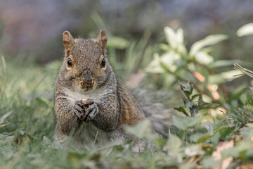 squirrel in the park