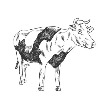 A hand-drawn sketch of a spotted cow. Vintage illustration. Element for the design of labels, packaging and postcards.
