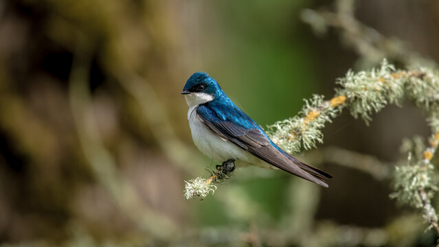 Tree Swallow Perched - Powered by Adobe