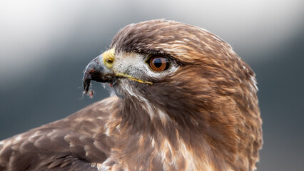 close up of a hawk