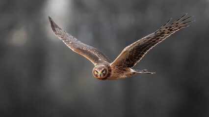 Northern Harrier