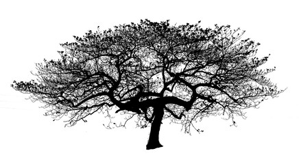 tree silhouette isolated on white