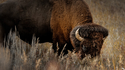 bison in park national park