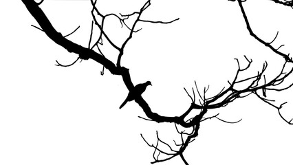 tree branches silhouette