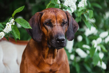 Rhodesian ridgeback dog winking with one eye, close up portrait