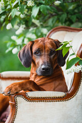 rhodesian ridgeback dog sitting on vintage arm-chair among spring blossom