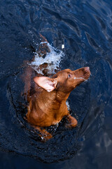 Rhodesian ridgeback dog swimming catching treats, view from above