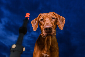 interested rhodesian ridgeback dog looks down  at camera with curiousity