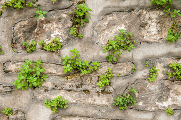 Grunge wall background with old weathered stones and plants texture