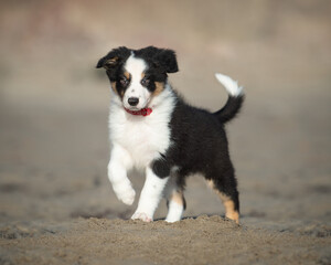 Border Collie Puppy on Beach