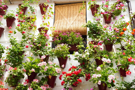 Courtyards Festival De Cordoba (Festival De Los Patios Cordobeses ) , Cordoba In Spain