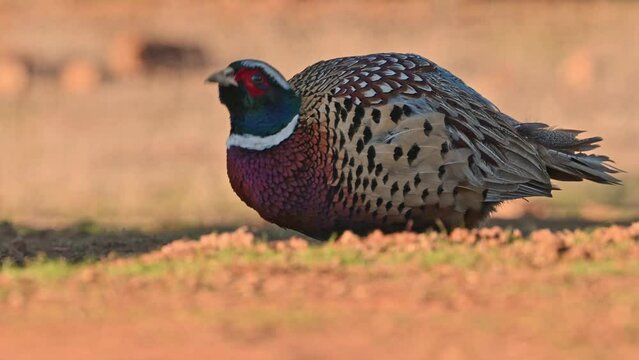 The common pheasant (Phasianus colchicus) drinking water from puddle. Andalusia, Spain, 4K, 50fps