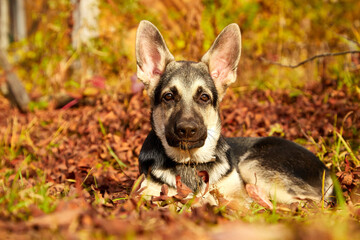 Dog German Shepherd on nature landscape in an autumn or summer day