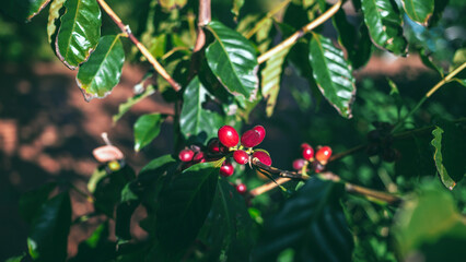 Close-up of red coffee beans ripening, fresh coffee, red berry branch,  agriculture on coffee tree