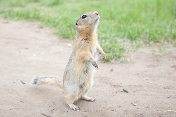 Groundhogs standing and looking on grass.