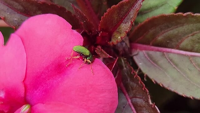 beetle on pink flower