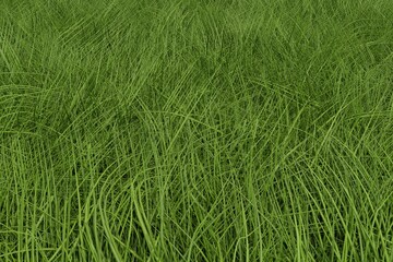 green grass isolated realistic natural element for design. Bright 3d illustration render.
