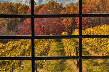 Look at a vineyard in autumn through a window