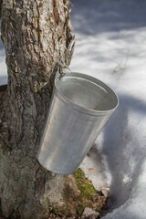 Collecting maple sap. Maple tree tapping. Maple sugaring. Canadian culture.  Quebec, Canada. 