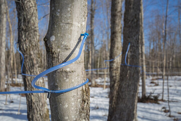 Collecting sap with modern plastic tubing.  Maple sugaring.  Sugaring.Sap lines.  Maple tubing...