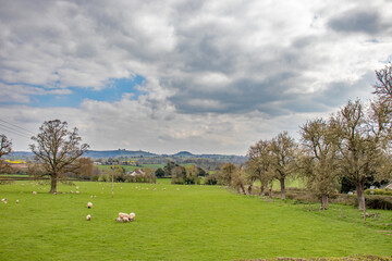 Landscape with sheep
