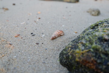 hermit crab on the beach