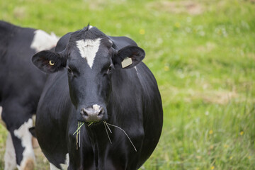 Holstein cow standing in a green field easting grass.  Dairy cow. Holstein. Holstein cow. Agriculture. Dairy farm. Animal. Bovine. Countryside. Domestic. Livestock. Cow. 