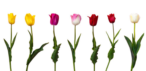 Tulips are isolated on a white background. Set of insulated flowers for decoration, postcard decoration, yellow purple, red, white on green stems with leaves