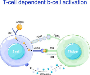T helper and b-cell. Receptors on surface of white blood cells.