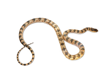 venomous striped snake is isolated on a white background