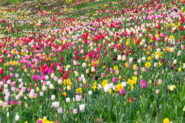 Field with many tulips growing in countryside
