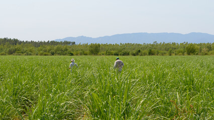 Farmers whit hats working in a sugar cane field