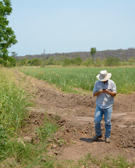 Farmer with white hat using his cellphone working in a sugar cane field