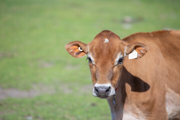Jersey cow heifer standing in a green field on a dairy farm on a bright sunny summer day. 