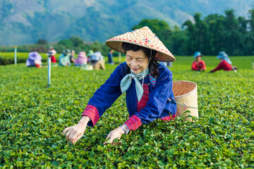 Naklejka na ściany i meble Group of senior asian woman in traditional cloth picking fresh tea leaves in the morning in her hill side tea farming and plantation business concept