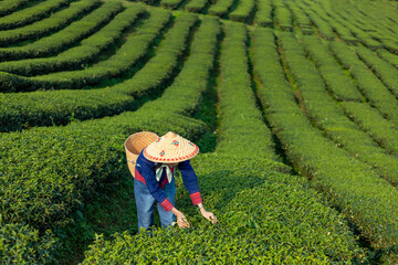 Senior asian woman in traditional cloth picking fresh tea leave in the morning in her hill side tea...