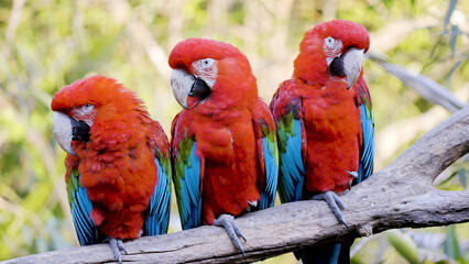 Three beautiful red parrots in the wild