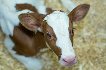 Holstein calf red in a dairy farm nursery. 