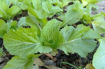 lettuce growing in the garden