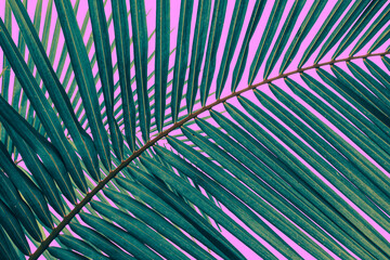 blue coconut palm leaf isolated on pink background with clipping path.