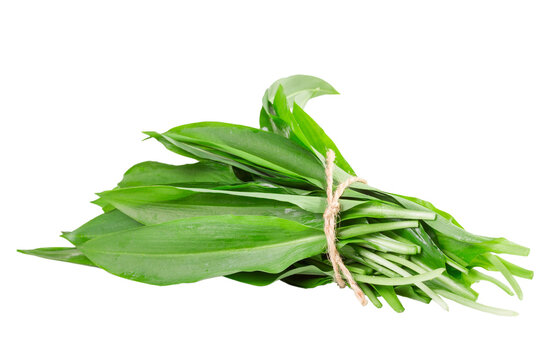 bunch of fresh rampson