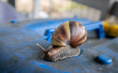 snail on the  floor