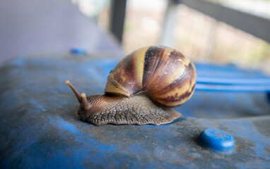 snail on the road