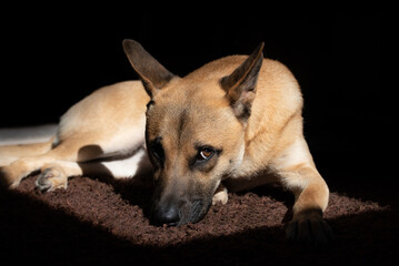 A young brown shepherd mongrel lies on a mat on the floor. The dog looks up. The background is dark.