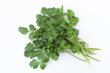 パクチー　白背景