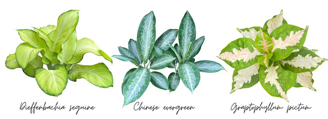 Plant leaves cutout png transparent, Dieffenbachia seguine, Chinese evergreen, Graptophyllum pictum
