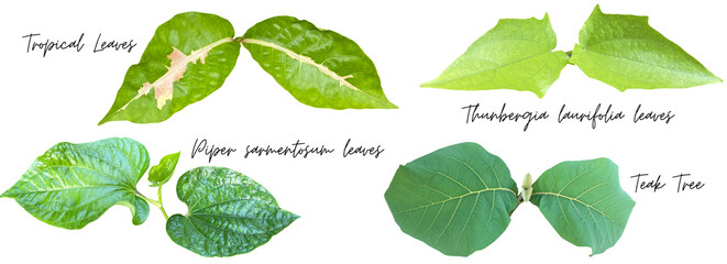 Green leaves cutout png transparent, Tropical, Thunbergia laurifolia, Piper sarmentosum, Teak Tree