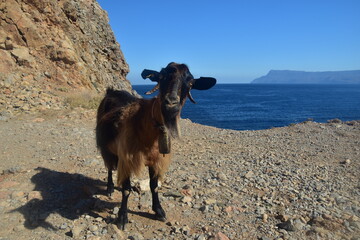 Koza, zwierzę, Kreta, zwierzęta na Krecie, podróże, grecka wyspa. Goat, Crete, animals in...